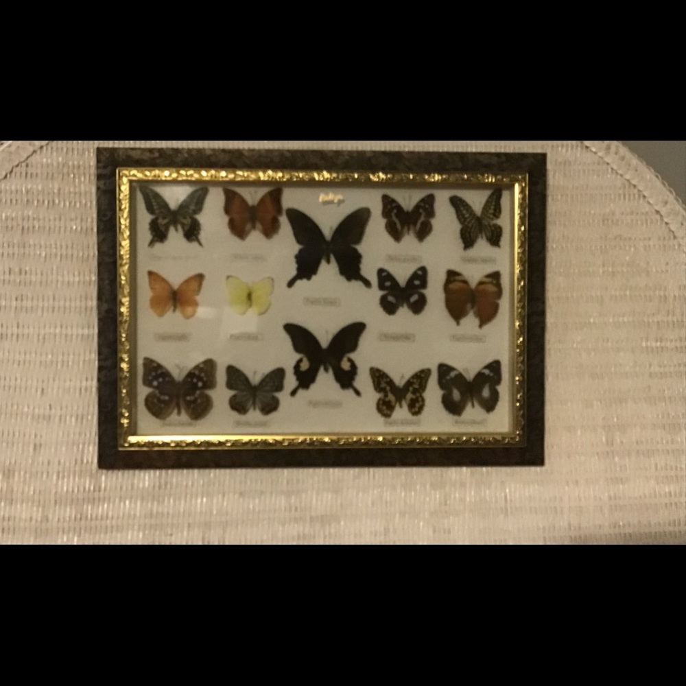 Belize Set of 14 Framed Butterflies